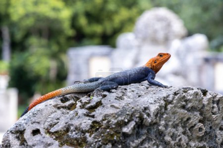 Foto de Lagarto de ágama de roca sureña sentado sobre roca, un lagarto azul, rojo y naranja conocido como uno de los lagartos más coloridos y atractivos del mundo. - Imagen libre de derechos