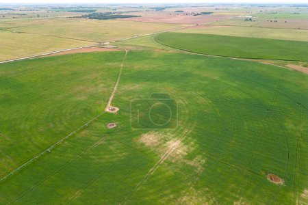 Téléchargez les photos : Vue aérienne à partir du drone de la ferme verte champ de cultures poussant avec arroseurs pivotants irrigation. - en image libre de droit