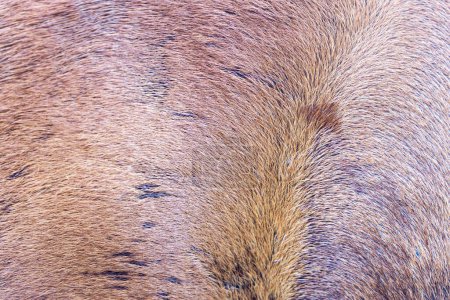 Photo for Brown fox bear fur natural animal wildlife, style for background, textures and wallpaper. - Royalty Free Image