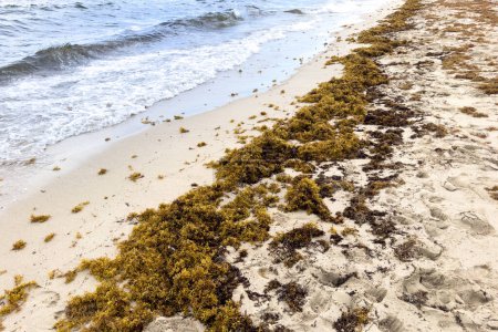 Photo for Miami, Florida - August 25th, 2023: Green seaweed on sand and waves of ocean on Miami beach. - Royalty Free Image