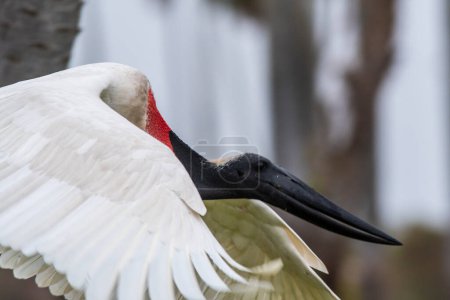 Photo for Jabiru Stork, Portrait, La Estrella Marsh, Formosa Province, Argentina. - Royalty Free Image