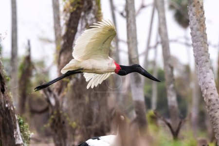 Photo for Jabiru Stork in flight, in wetland environment, La Estrella Marsh, Formosa Province, Argentina. - Royalty Free Image