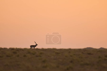 Photo for Male Blackbuck Antelope in Pampas plain environment, La Pampa province, Argentina - Royalty Free Image