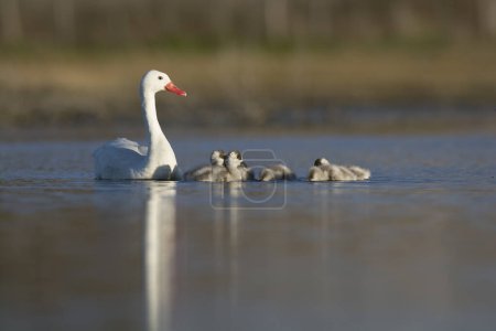Photo for Coscoroba swan with cygnets swimming in a lagoon , La Pampa Province, Patagonia, Argentina. - Royalty Free Image