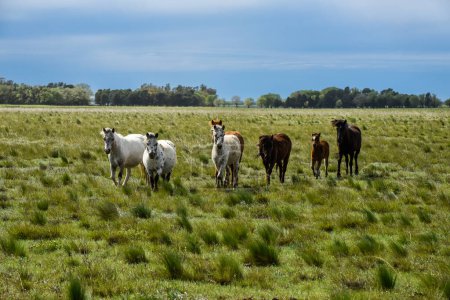 Téléchargez les photos : Troupeau de chevaux dans la campagne, province de La Pampa, Patagonie, Argentine. - en image libre de droit