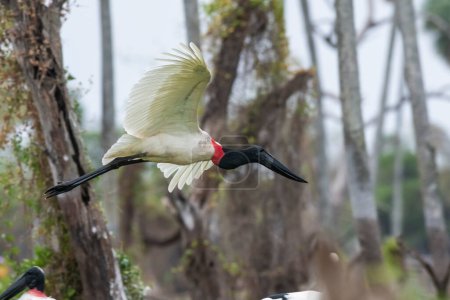 Téléchargez les photos : Cigogne de Jabiru en vol, en milieu humide, Marais de La Estrella, Province de Formosa, Argentine. - en image libre de droit