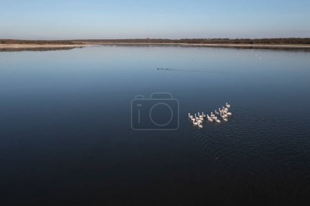 Photo for Coscoroba swan swimming in a lagoon , Aerial view,La Pampa Province, Patagonia, Argentina. - Royalty Free Image