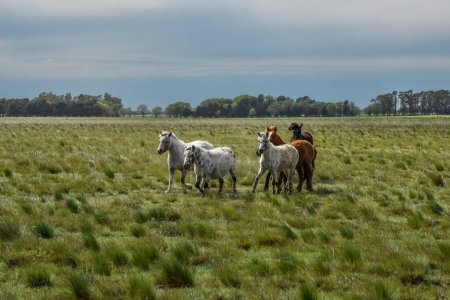 Foto de Manada de caballos en el campo, provincia de La Pampa, Patagonia, Argentina. - Imagen libre de derechos