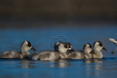 Foto de Cisnes coscorobas nadando en una laguna, Provincia de La Pampa, Patagonia, Argentina. - Imagen libre de derechos