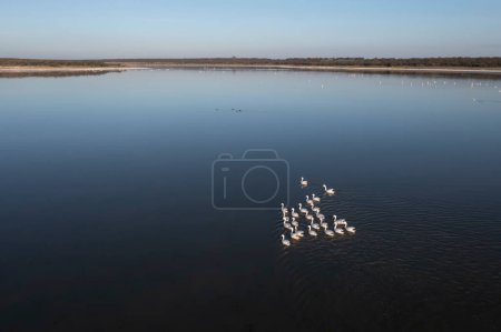 Photo for Coscoroba swan swimming in a lagoon , Aerial view,La Pampa Province, Patagonia, Argentina. - Royalty Free Image