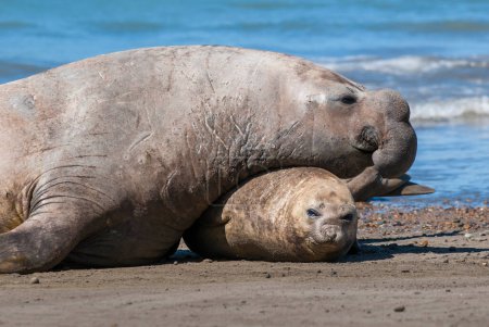 Photo for Elephant seal male and female mating, Peninsula Valdes, Patagonia, Argentina - Royalty Free Image