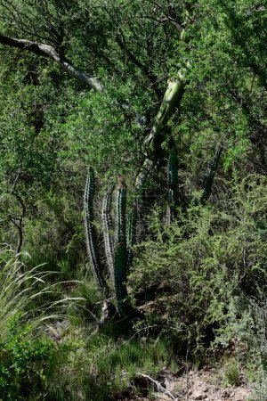 Foto de Cactus in calden forest landscape, La Pampa province, Patagonia, Argentina. - Imagen libre de derechos
