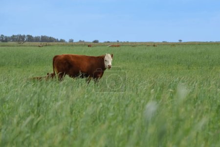 Foto de Countryside landscape with cows grazing, La Pampa, Argentina - Imagen libre de derechos