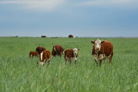 Téléchargez les photos : Countryside landscape with cows grazing, La Pampa, Argentina - en image libre de droit