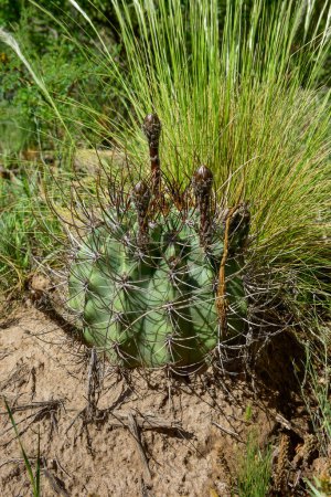 Foto de Cactus in calden forest landscape, La Pampa province, Patagonia, Argentina. - Imagen libre de derechos