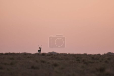 Foto de Antílope Blackbuck masculino en ambiente llano pampeano, provincia de La Pampa, Argentina - Imagen libre de derechos