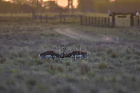 Foto de Antílope Blackbuck masculino en ambiente llano pampeano, provincia de La Pampa, Argentina - Imagen libre de derechos