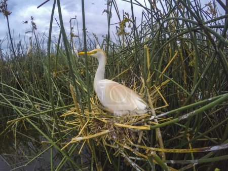 Téléchargez les photos : Cattle Egret, Bubulcus ibis, nesting, La Pampa Province, Patagonia, Argentina - en image libre de droit