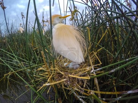 Téléchargez les photos : Cattle Egret, Bubulcus ibis, nesting, La Pampa Province, Patagonia, Argentina - en image libre de droit