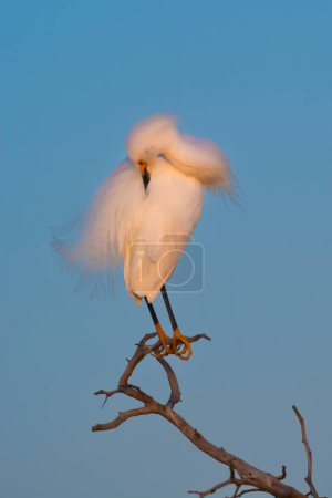 Photo for Cattle Egret, Bubulcus ibis, perched, cleaning his feathers,  La Pampa Province, Patagonia, Argentina - Royalty Free Image