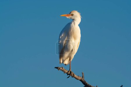 Photo for Cattle Egret, Bubulcus ibis, perched, La Pampa Province, Patagonia, Argentina - Royalty Free Image