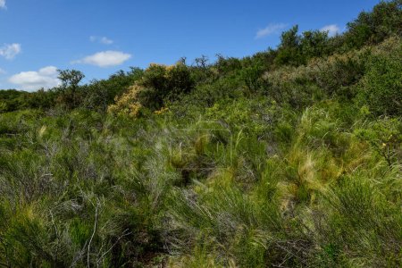 Téléchargez les photos : Paysage d'herbe de forêt de Calden, province de La Pampa, Patagonie, Argentine. - en image libre de droit