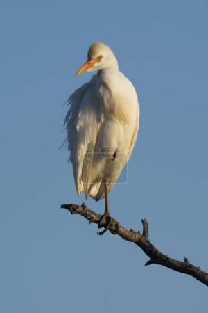 Téléchargez les photos : Cattle Egret, Bubulcus ibis, perched, La Pampa Province, Patagonia, Argentina - en image libre de droit