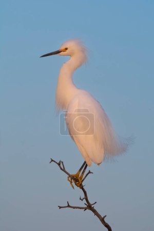 Photo for Cattle Egret, Bubulcus ibis, perched, cleaning his feathers,  La Pampa Province, Patagonia, Argentina - Royalty Free Image