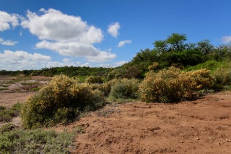 Téléchargez les photos : Paysage d'herbe de forêt de Calden, province de La Pampa, Patagonie, Argentine. - en image libre de droit