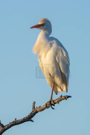 Téléchargez les photos : Cattle Egret, Bubulcus ibis, perched, La Pampa Province, Patagonia, Argentina - en image libre de droit