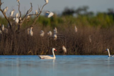 Téléchargez les photos : Coscoroba swan swmming in a lagoon environment , La Pampa Province, Patagonia, Argentina. - en image libre de droit