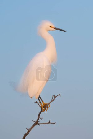 Téléchargez les photos : Snowy Egret, Egretta thula , perched, La Pampa Province, Patagonia, Argentina. - en image libre de droit
