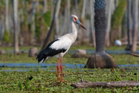 Téléchargez les photos : Maguari Stork, La Estrella marsh, Nature Reserve, Formosa Province, Argentina. - en image libre de droit