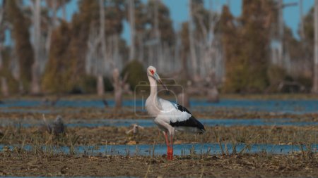Téléchargez les photos : Maguari Stork, La Estrella marsh, Nature Reserve, Formosa Province, Argentina. - en image libre de droit