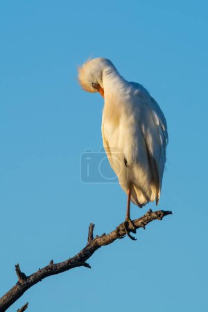 Photo for Cattle Egret, Bubulcus ibis, perched, La Pampa Province, Patagonia, Argentina - Royalty Free Image