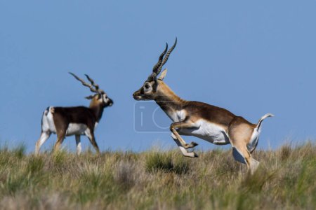 Téléchargez les photos : Antilope mâle Blackbuck dans l'environnement de la plaine de Pampas, province de La Pampa, Argentine - en image libre de droit