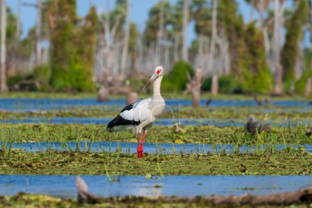 Foto de Maguari Stork, La Estrella marsh, Nature Reserve, Formosa Province, Argentina. - Imagen libre de derechos