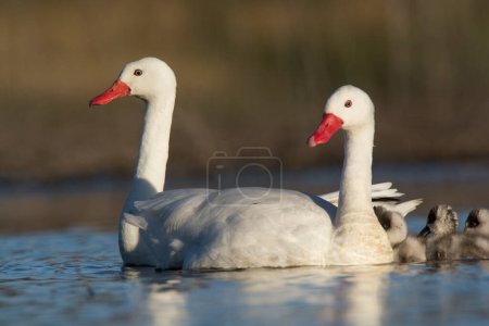 Photo for Coscoroba swan with cygnets swimming in a lagoon , La Pampa Province, Patagonia, Argentina. - Royalty Free Image