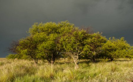 Téléchargez les photos : Paysage forestier de Calden, Prosopis Caldenia plantes, La Pampa province, Patagonie, Argentine. - en image libre de droit