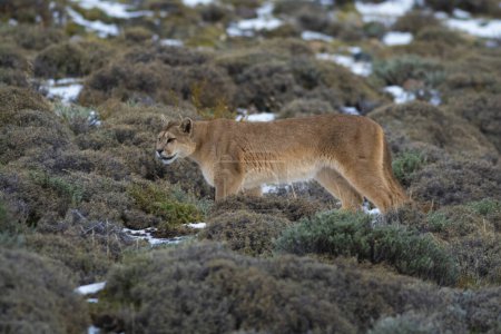 Téléchargez les photos : Cougar walking in mountain environment, Torres del Paine National Park, Patagonia, Chile. - en image libre de droit