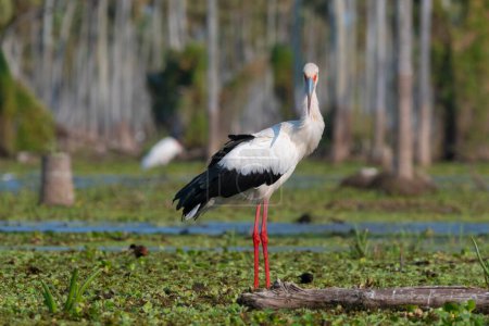Foto de Maguari Stork, La Estrella marsh, Nature Reserve, Formosa Province, Argentina. - Imagen libre de derechos