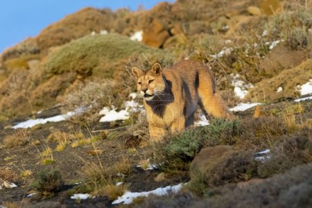 Foto de Cougar walking in mountain environment, Torres del Paine National Park, Patagonia, Chile. - Imagen libre de derechos