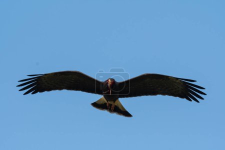Téléchargez les photos : Snail Kite , Ibera Marsh National Park , Corrientes  province, Patagonia , Argentina. - en image libre de droit