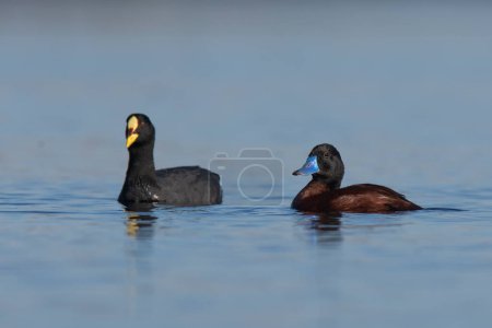 Photo for Lake Duck and coot Pampas Lagoon environment, La Pampa Province, Patagonia , Argentina. - Royalty Free Image