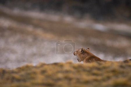 Photo for Puma walking in mountain environment, Torres del Paine National Park, Patagonia, Chile. - Royalty Free Image