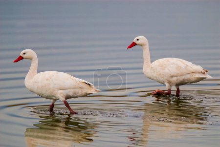 Photo for Coscoroba swan swimming in a lagoon , La Pampa Province, Patagonia, Argentina. - Royalty Free Image