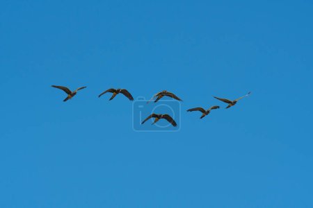 Téléchargez les photos : Perroquet fouisseur en vol, Province de La Pampa, Patagonie, Argentine - en image libre de droit