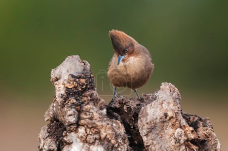 Téléchargez les photos : Cacholote brun, dans l'environnement forestier de Pampas, province de La Pampa, Patagonie, Argentine - en image libre de droit