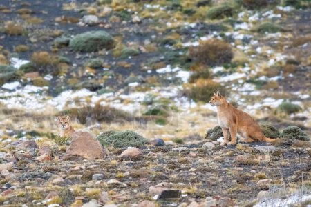 Téléchargez les photos : Puma marche en montagne, Parc National Torres del Paine, Patagonie, Chili. - en image libre de droit
