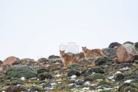 Foto de Caminata de Puma en ambiente montañoso, Parque Nacional Torres del Paine, Patagonia, Chile. - Imagen libre de derechos